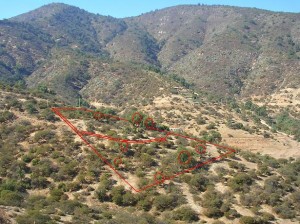 Pablo Albornoz Anuncios de Propiedades en Curacav&iacute; |  Vendo 1ha Condominio Los Bosques de Miraflores, Curacav&iacute;, 10.000 mts semiplanos. Gran vista al valle. Red de Agua y Luz funcionando.