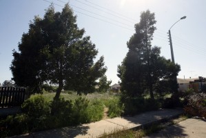 Judith Ahumada Anuncios de Propiedades en Algarrobo |  Venta sitio en Bosques de Algarrobo. , Canelo, Canelillo, 350 mt2 .Urbanizado 