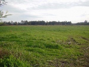 Cima Propiedades E Inmobiliaria Anuncios de Propiedades en Los Angeles |  Amplio, muy buen campo productivo fundo agr&Iacute;cola y ganadero, Amplio, muy buen campo productivo.