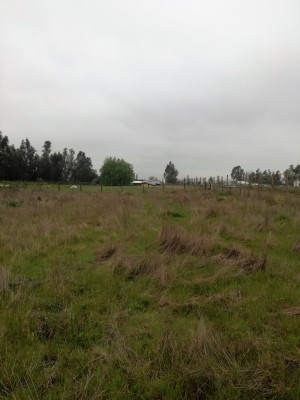 Juan Castillo Anuncios de Propiedades en San Clemente |  Vendo parcela de agrado 5000 m2, buen terreno, En tres puertas, san clemente